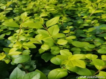 金叶女贞园林用途有哪些？