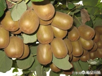 彩叶树种哪些适合南方种植？表现要好些的！