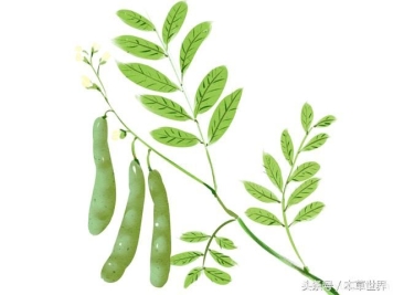 农村皂角树上的木刺有啥作用？