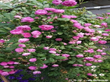 月季大藤本和小藤本都有哪些品种？栽种方式有没有区别？