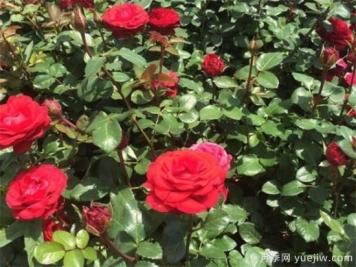 丰花月季花期是几月份 丰花月季的花语寓意