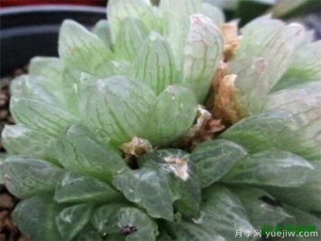 十大最贵多肉资料欣赏 越养越贵的多肉有哪些