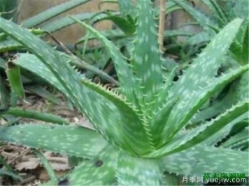 中国芦荟的功效和作用 为什么芦荟不可以送人