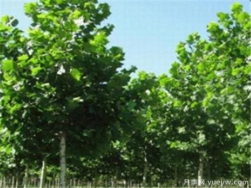 北京地区法桐树什么时候施肥好