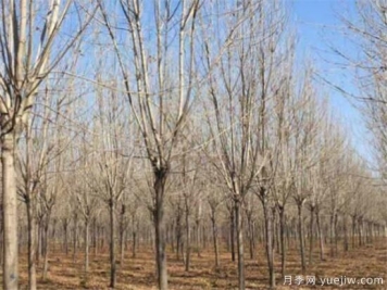 白蜡树几月施肥好 速生白蜡不同时间段的施肥技巧