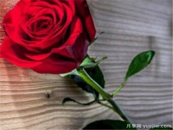墨红玫瑰如何鉴别真假 墨红玫瑰有什么功效和作用