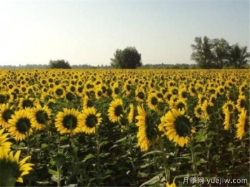 向日葵种植方法有哪些 向日葵种植和管理技术