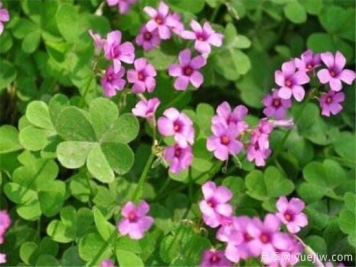 红花酢浆草能吃吗 红花酢浆草的功效和价值有哪些