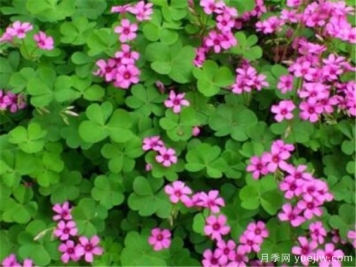 红花酢浆草几月份开花 红花酢浆草的花语和寓意