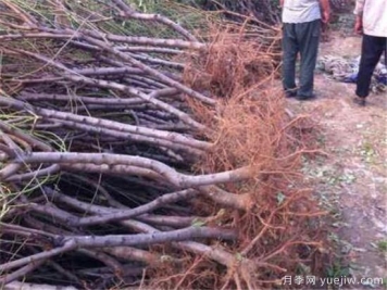 桃树常见的病虫害有哪些 如何防治桃树病虫害