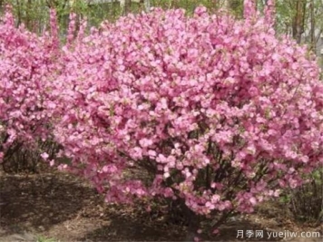 榆叶梅的繁殖方法有哪些 榆叶梅种植管理要点