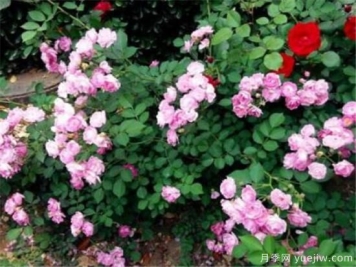 蔷薇花有哪些品种 蔷薇花有哪几种颜色