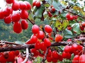 山茱萸的功效与作用有哪些 山茱萸价格多少钱一斤