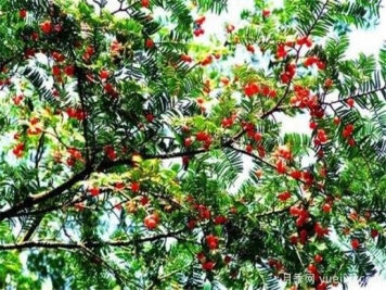 红豆杉种植方法有哪些 红豆杉怎么养比较好