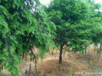 红豆杉近期价格表 10到15公分红豆杉近期报价