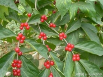 红豆树盆景制作方法 红豆树盆栽养殖方法和注意事项