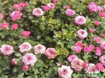 微型月季什么品种最好 微型月季为什么很容易养死
