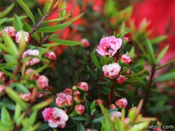 最耐阴耐寒的十大花卉 耐寒的庭院树木有哪些