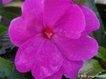 一年生花卉和二年生花卉的异同 一年生花卉有哪些