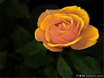 变色玫瑰为什么会变色 变色玫瑰怎么养殖方法