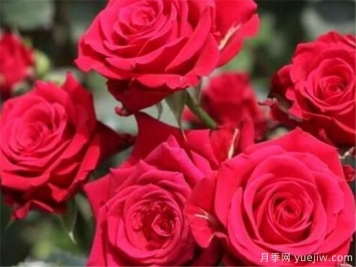 种玫瑰花用什么肥料最好 种玫瑰花的好处