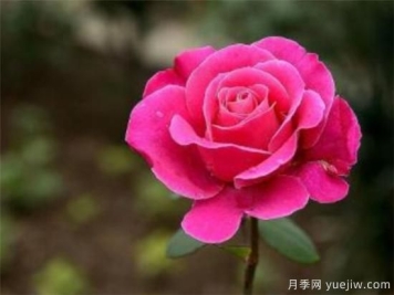 月季花怎么扦插 月季花扦插后如何管理