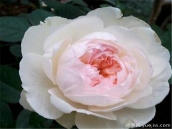 波莱罗月季耐阴吗 波莱罗月季的特点