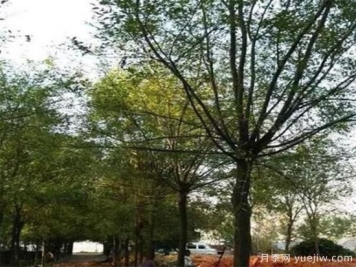 苗圃栽种国槐的方法你知道吗 需要注意什么