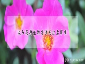 太阳花种植的方法及注意事项