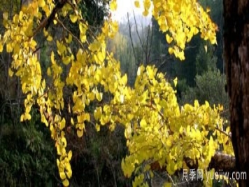 景观树苗有哪些品种