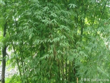 竹子的种类和名称大全 常见的竹子种类介绍