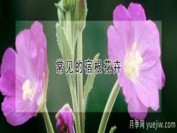 常见的宿根花卉