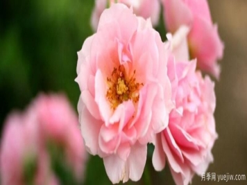 蔷薇花和月季花的区别