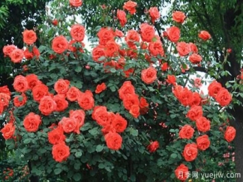 月季花品类大全，月季花的5大品种