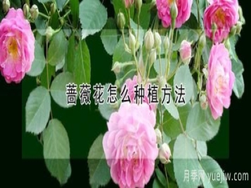 蔷薇花怎么种植方法