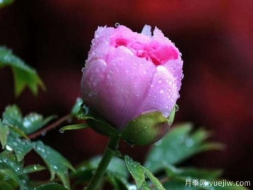 牡丹花的花语 不同搭配牡丹花的寓意