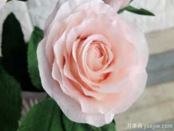 玫瑰花的形态特征和生长习性