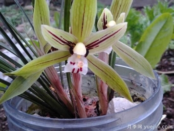 常见的兰花品种种类及图片