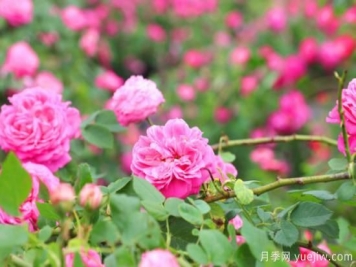 家里种玫瑰花好吗？玫瑰花的风水忌讳