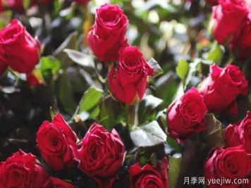 批发玫瑰花多少钱一朵？批发价格2元/朵