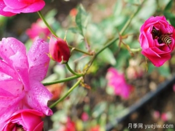 玫瑰花如何种植