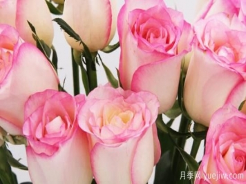 白边带粉边玫瑰叫什么名字