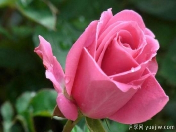 玫瑰花的品种有哪些