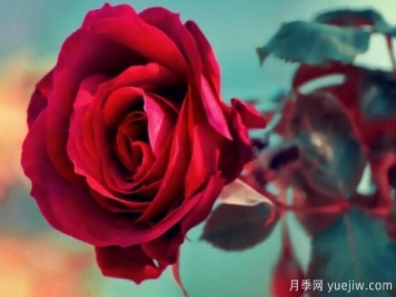 一朵玫瑰花有哪些含义