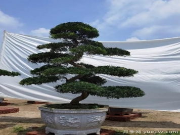 当前绿化市场上火热的造型树