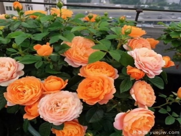 适合新手的3种微型阳台月季，皮实好养颜值高