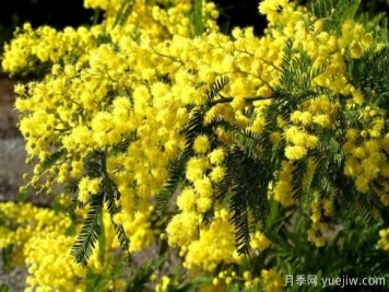 银荆的形状特征及生长习性