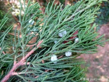 地被用龙柏苗栽培管理技术