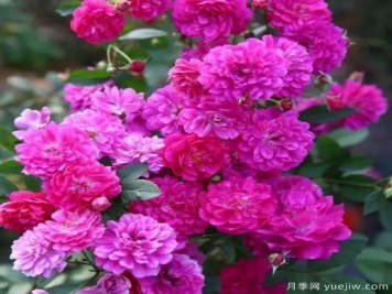 月季花友们，这些经典月季品种你值得拥有