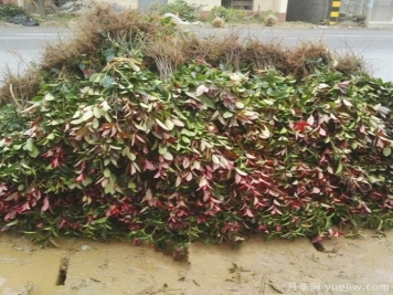 红叶石楠小苗买裸根还是营养杯？